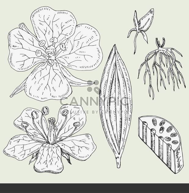 summer flower buds set vector illustration - vector #135032 gratis